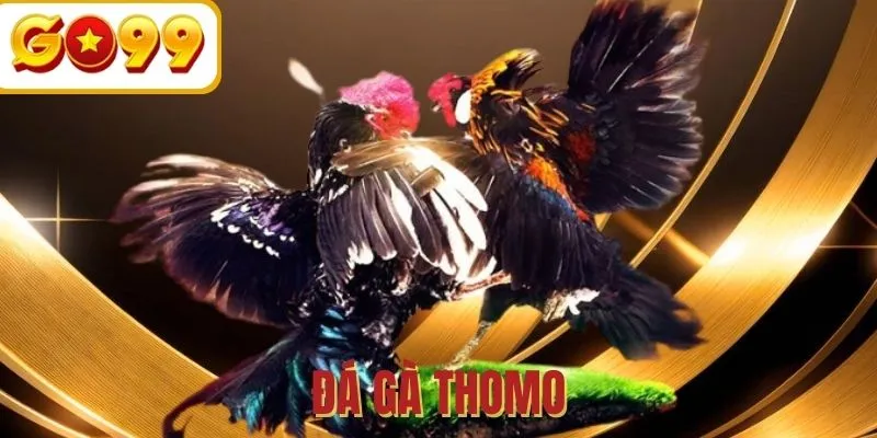 Đấu kê từ Thomo